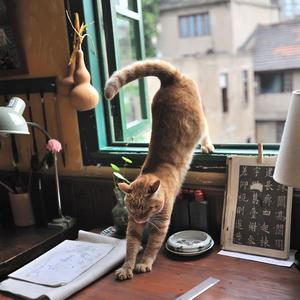 大香蕉视频在线观看
